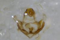 Coleophora albidella