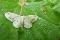 Idaea trigeminata