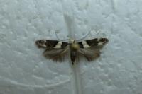 Recurvaria leucatella