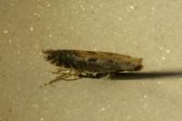 Parornix finitimella