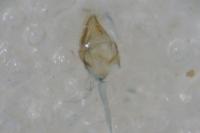 Parornix finitimella