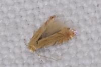 Phyllonorycter quercifoliella
