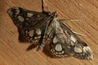 Anania coronata