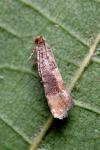 Clavigesta purdeyi/sylvestrana