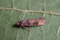 Clavigesta purdeyi/sylvestrana