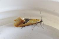 Batia lambdella
