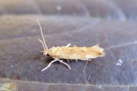 Mompha ochraceella
