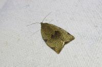Lozotaenia forsterana