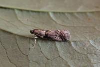 Acrobasis consociella