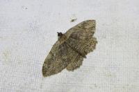 Philereme transversata