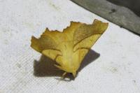 Ennomos fuscantaria