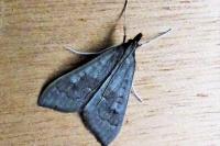 Mecyna asinalis