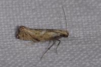 Acrolepiopsis marcidella