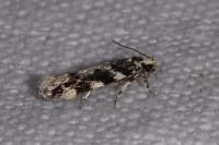 Parachronistis albiceps