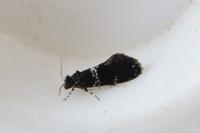 Narycia astrella