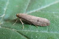 Agnoea