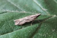 Anarsia innoxiella