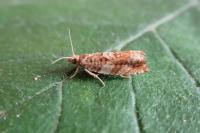 Epinotia abbreviana