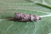 Acrobasis consociella