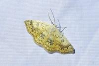 Cyclophora annularia