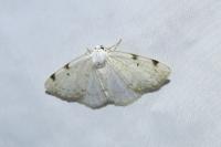 Lomographa bimaculata