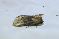 Abrostola triplasia