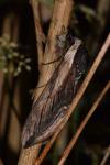 Sphinx ligustri