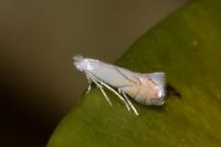 Phyllonorycter harrisella
