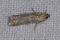 Vitula biviella