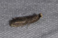 Eccopisa effractella