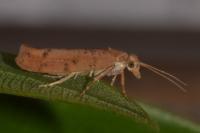 Ypsolopha ustella