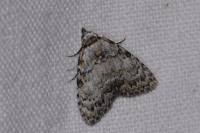 Meganola strigula