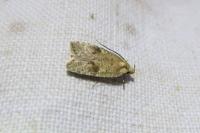 Agonopterix assimilella