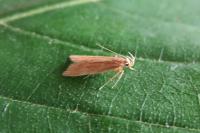 Helcystogramma rufescens