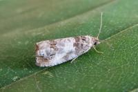 Notocelia rosaecolana