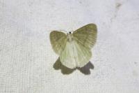 Pseudoterpna pruinata