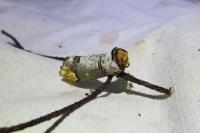 Phalera bucephala