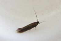Bucculatrix nigricomella