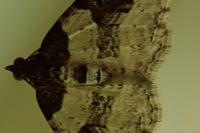 Xanthorhoe fluctuata