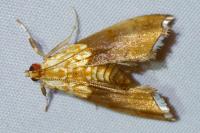 Agrotera nemoralis