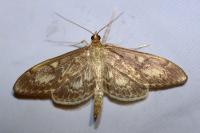 Anania lancealis
