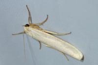 Eilema caniola