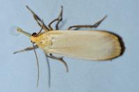 Katha depressa