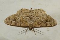 Alcis repandata