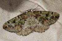 Cleorodes lichenaria