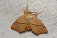 Apoda limacodes