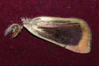 Noctua janthina
