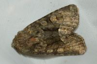 Oligia strigilis