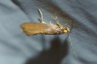 Crassa unitella