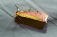Oncocera semirubella